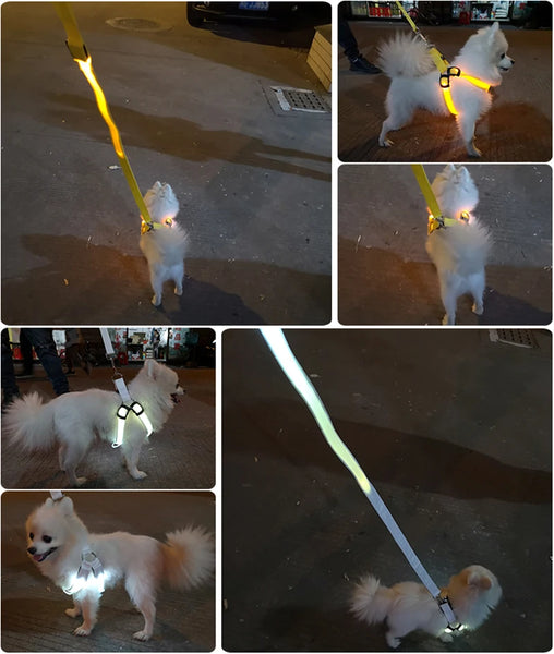 LED Dog Harness for Safety: Bright LumiTrail Lights for Safe Walks