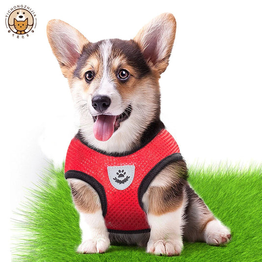 Adjustable mesh dog harness in red polyester on a Corgi puppy. Breathable pet vest ideal for spring and summer walks with secure fit and comfort.