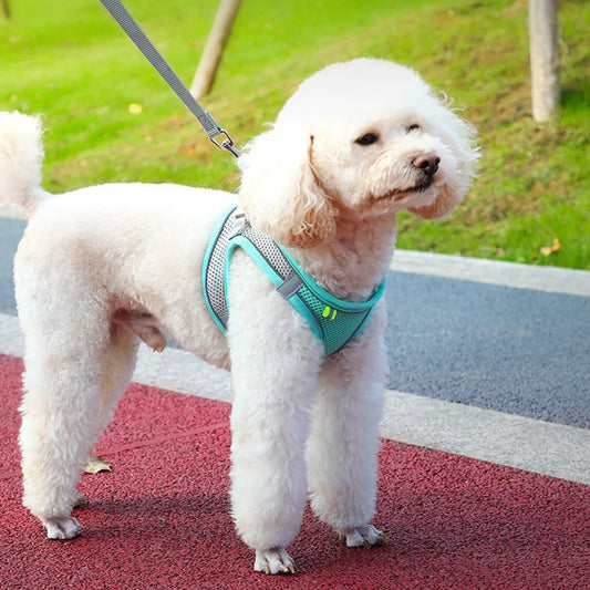 Reflective Dog Harness - Safe Adjustable Vest in breathable nylon shown on a white poodle during an outdoor walk on a track path.