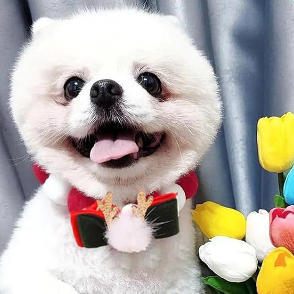 Holiday Pet Accessories – Christmas Collars & Bow Ties for Dogs & Cats